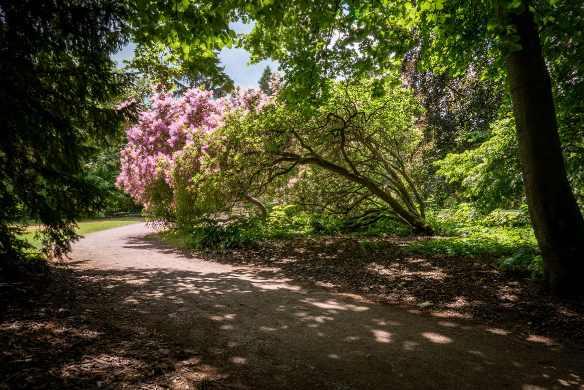 Strasbourg en fleur