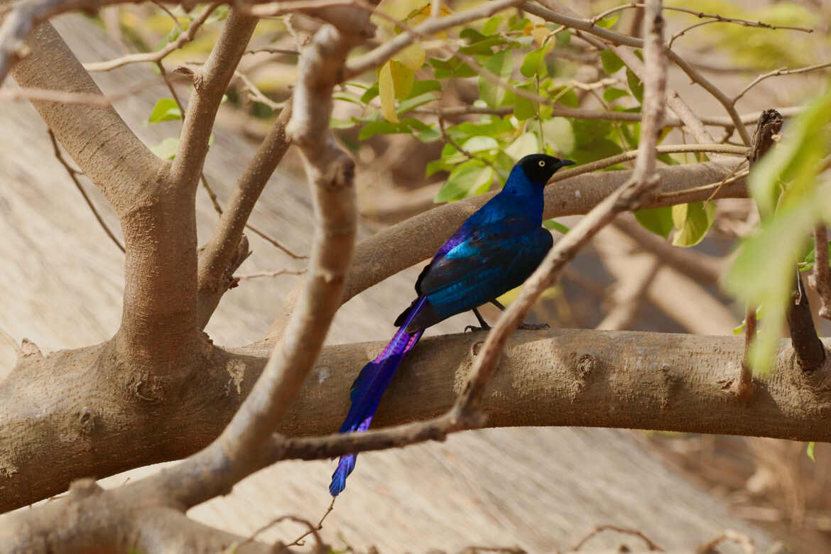 Oiseau Bleu