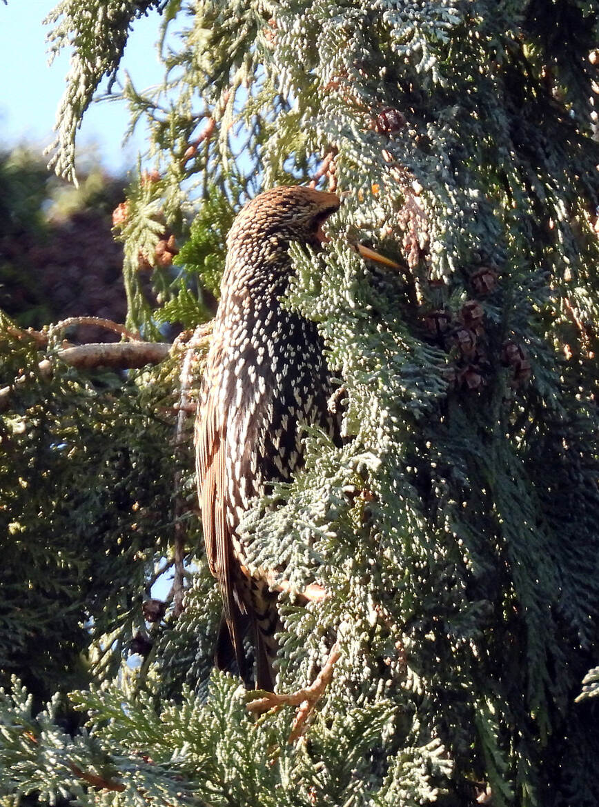 l art du caqmouflage