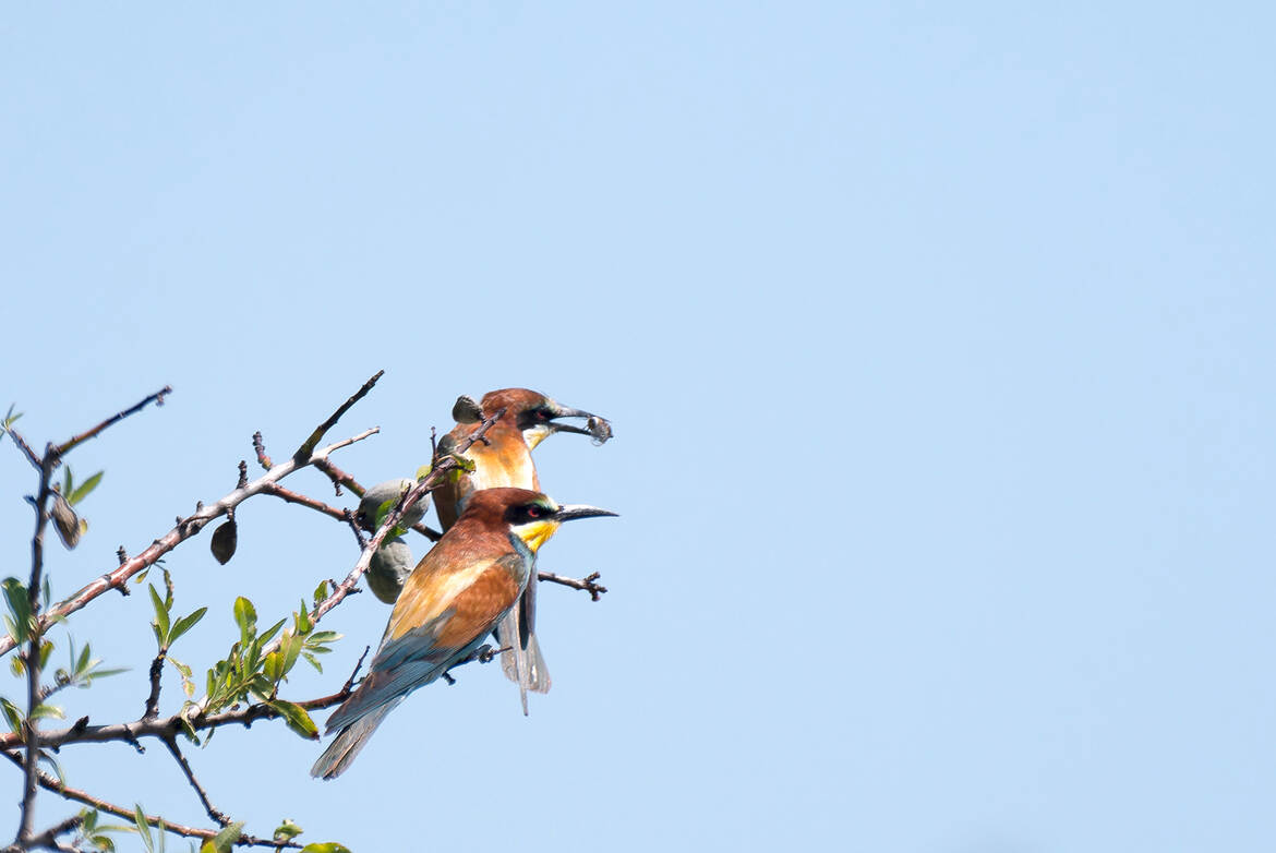 Dans le vent d'Autan