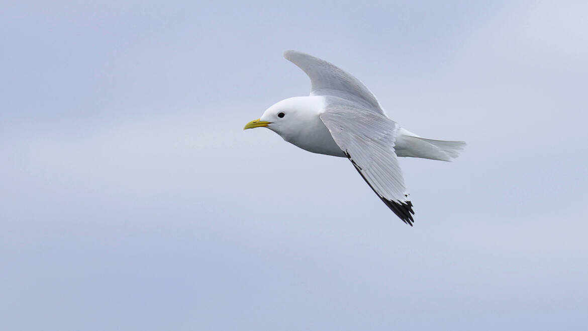 Mouette tridactyle