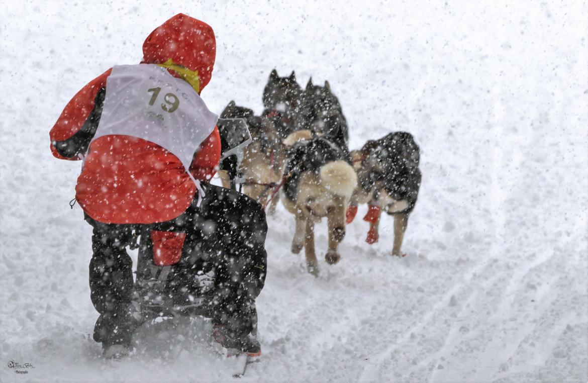 le musher et ses chiens