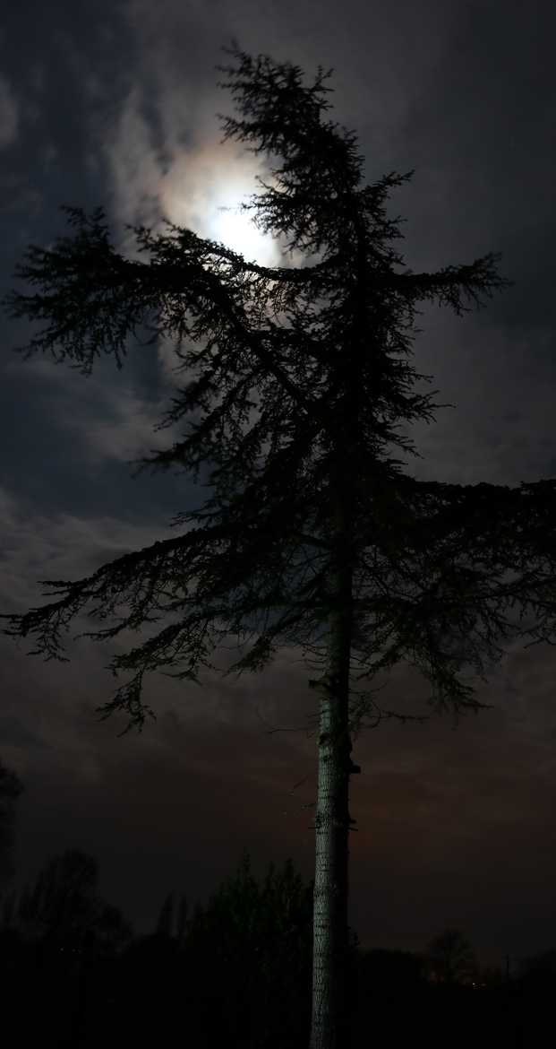 arbre nocturne