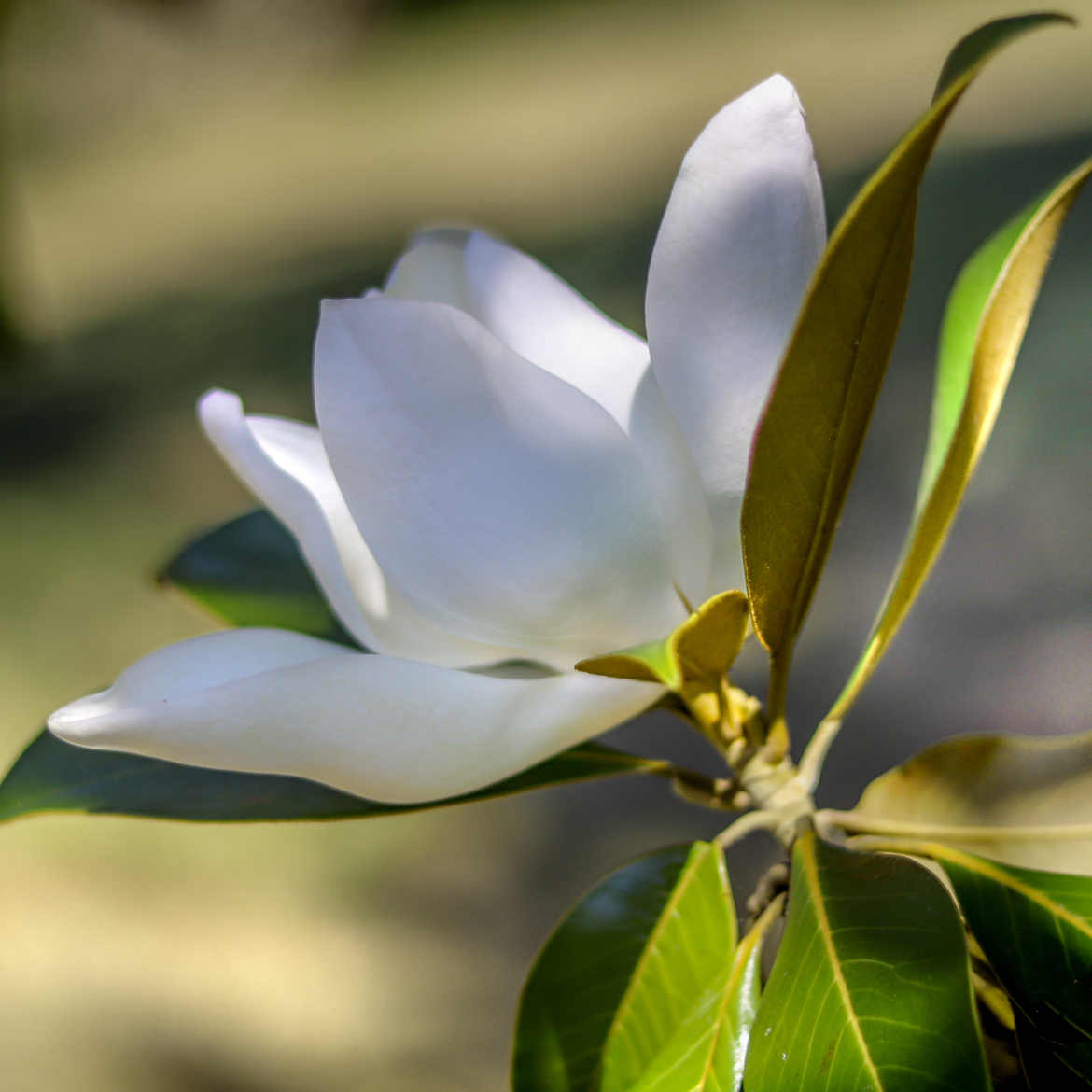 Fleur de magnolia