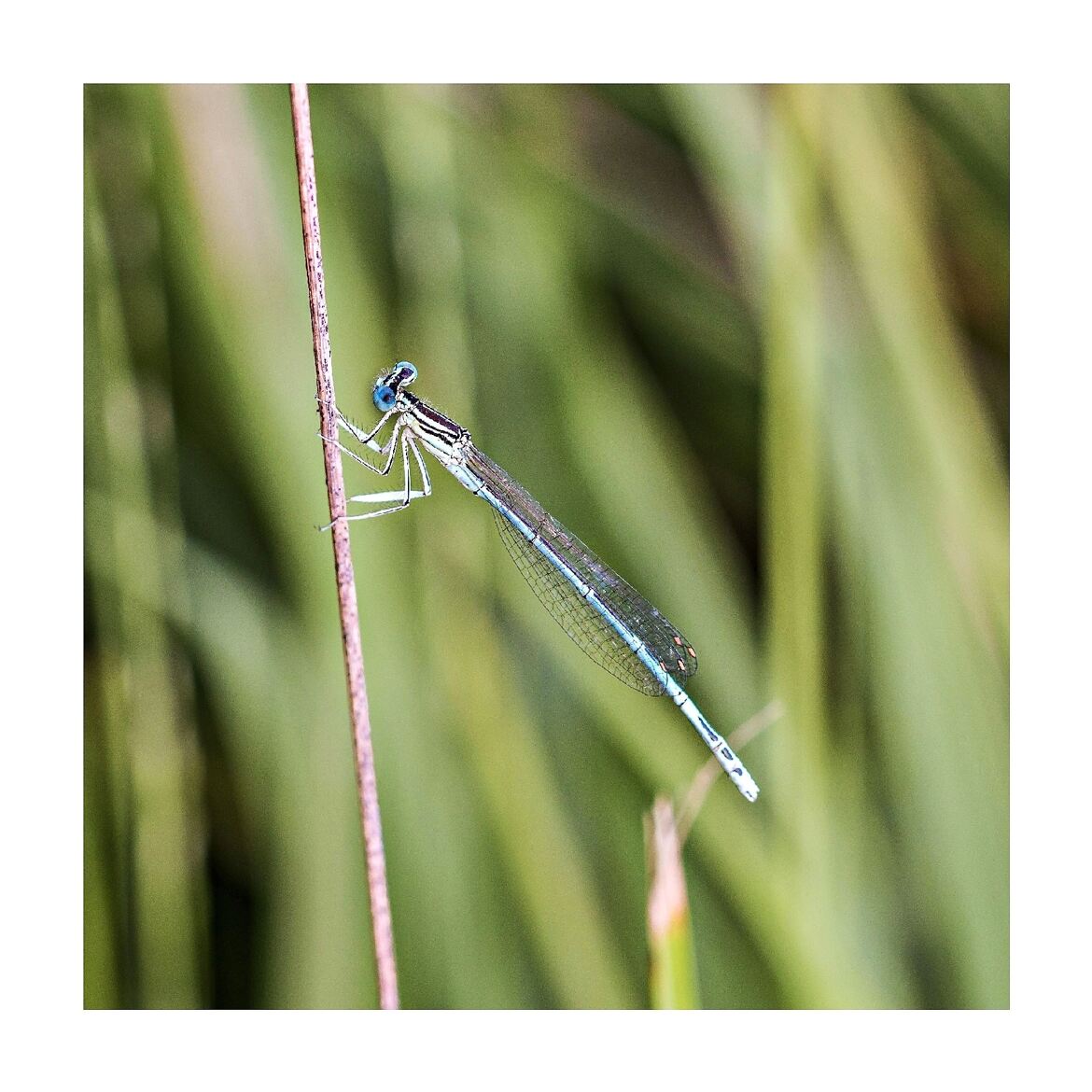 La miss en bleu