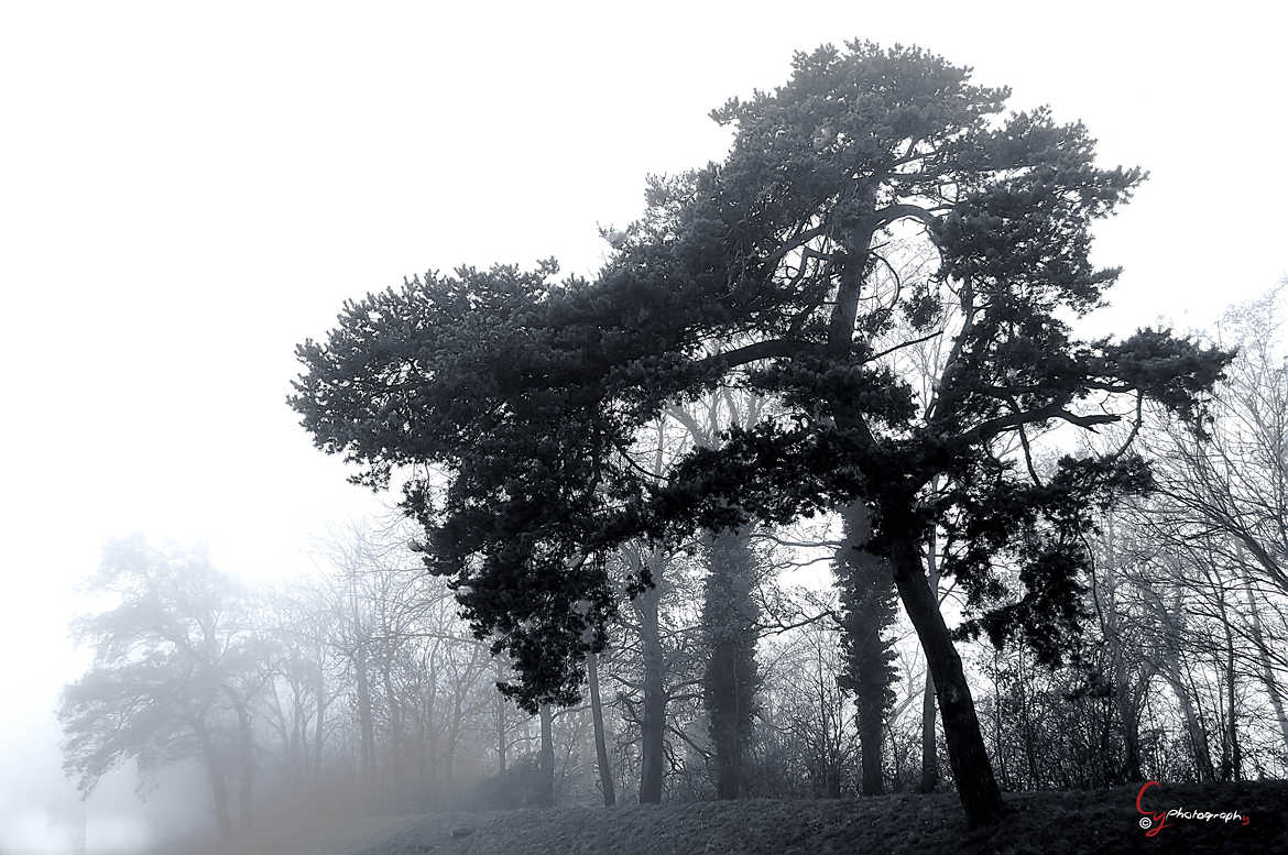 Le brouillard et l'arbre