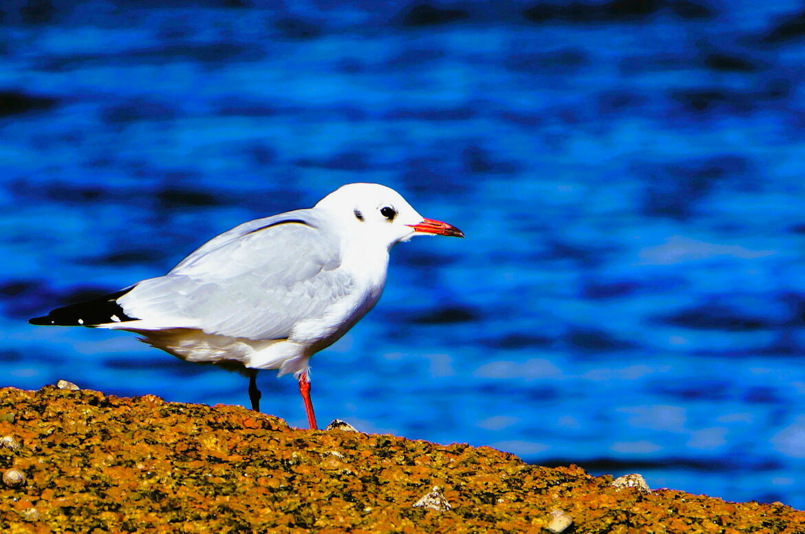 Mouette rieuse