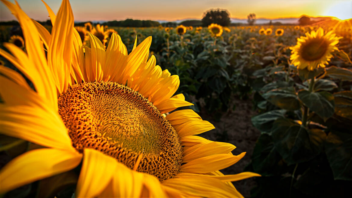 Au coeur du tournesol