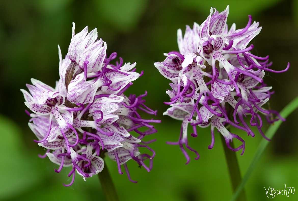 Les singeries de la nature