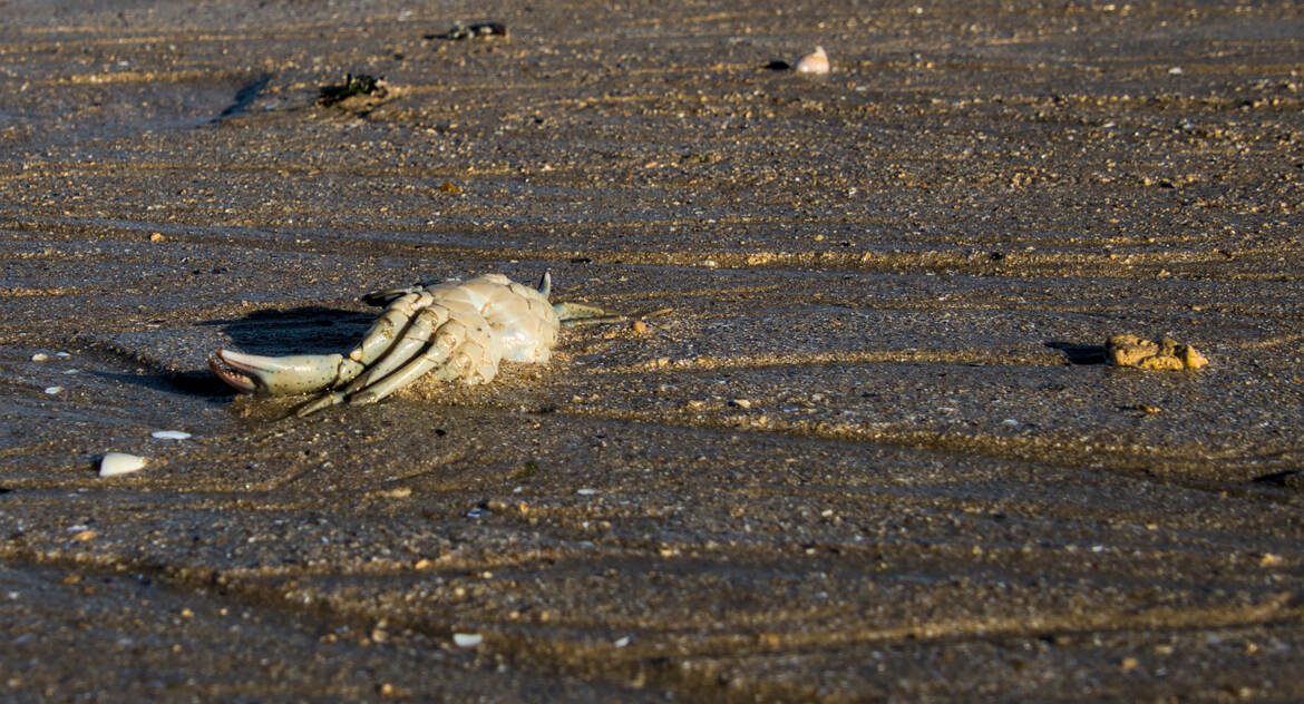 Sur la plage abandonnée (2)