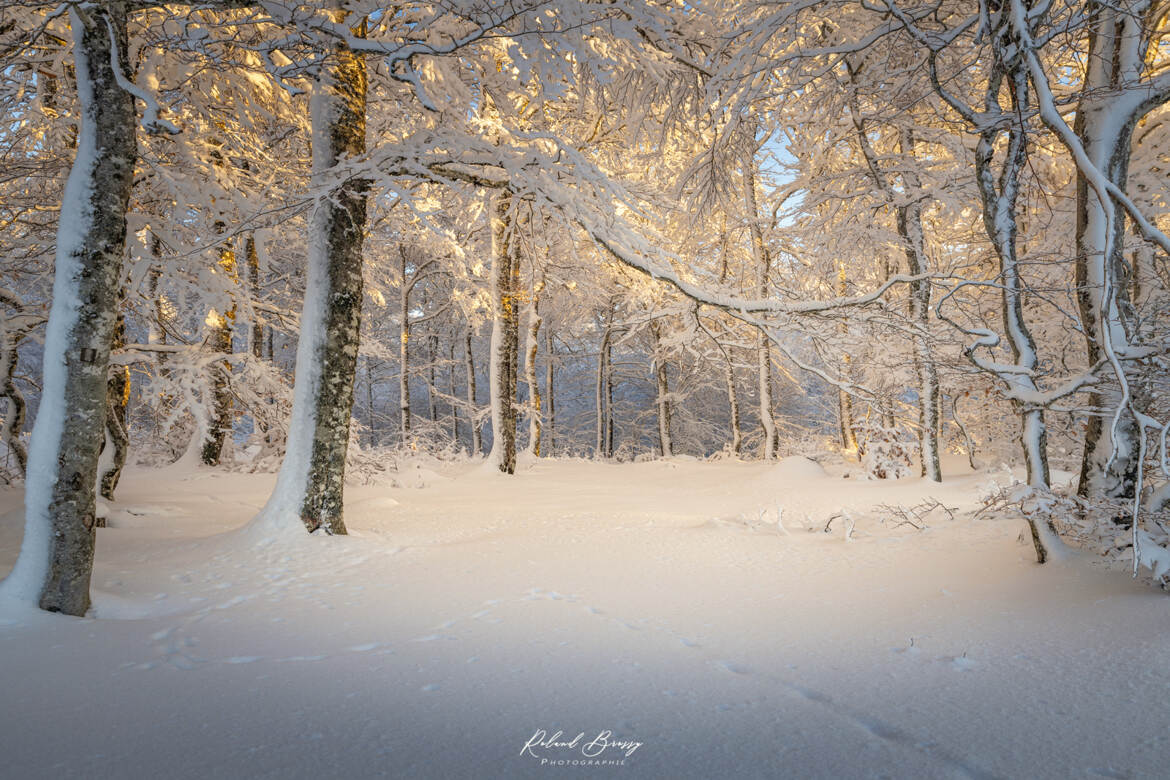 La foret enchantée