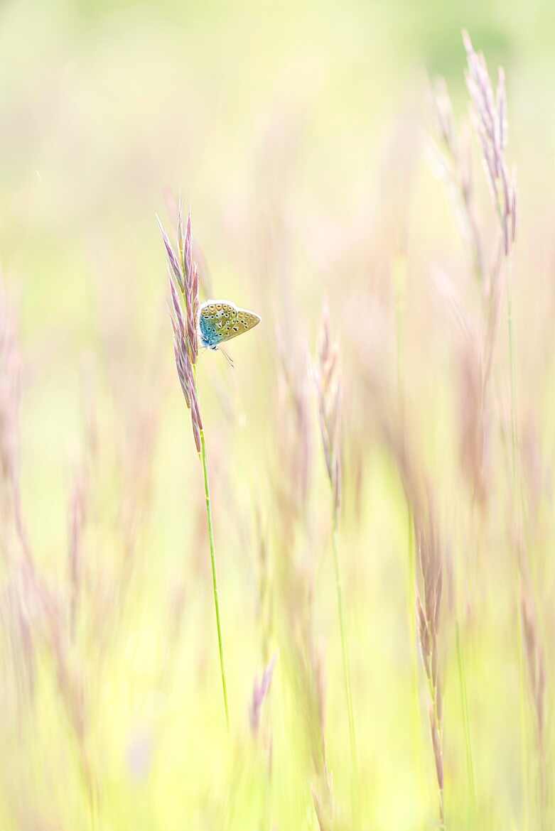 Dans les flammes végétales