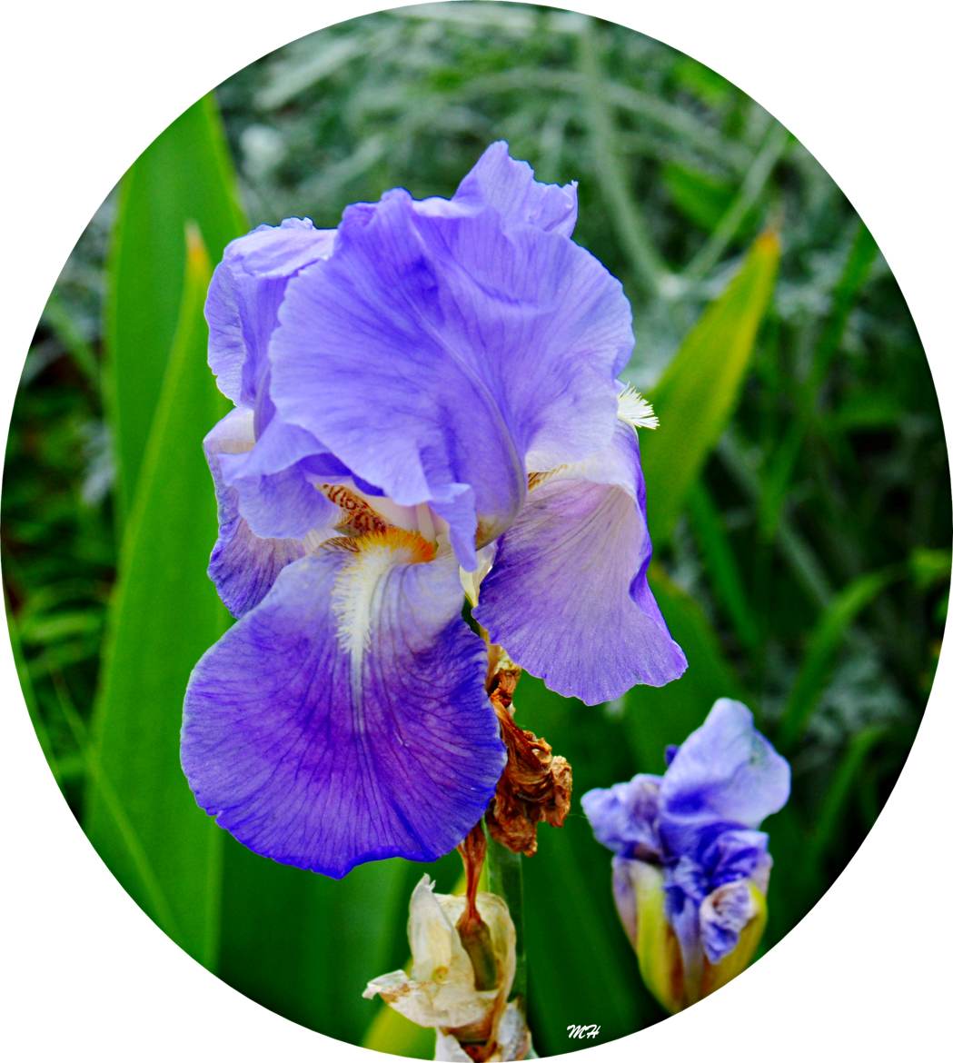 Iris