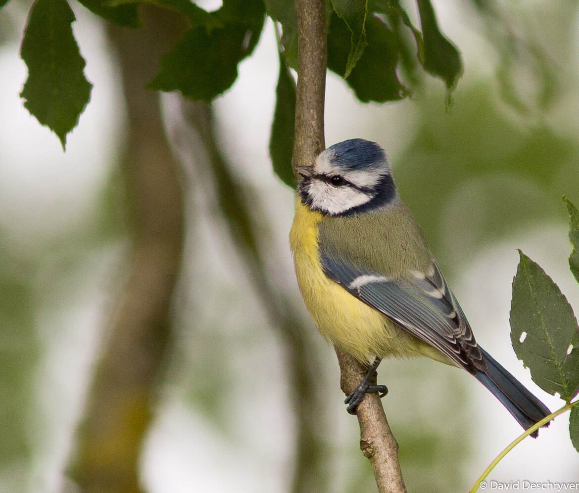 La Mésange (classique)