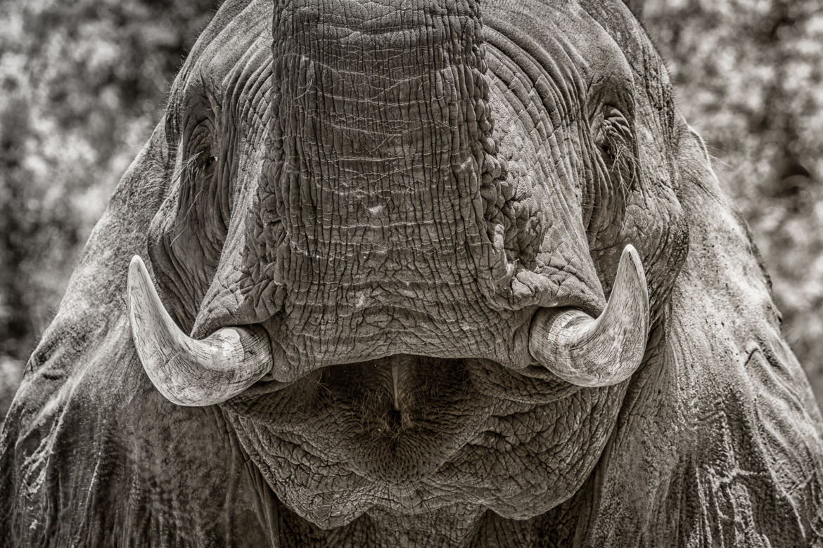le sourire de l'éléphant