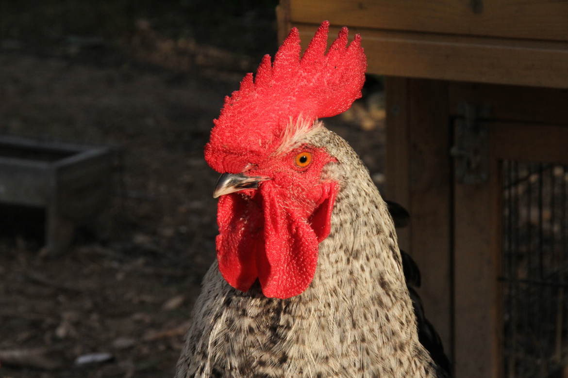 C'est qui le chef !!!