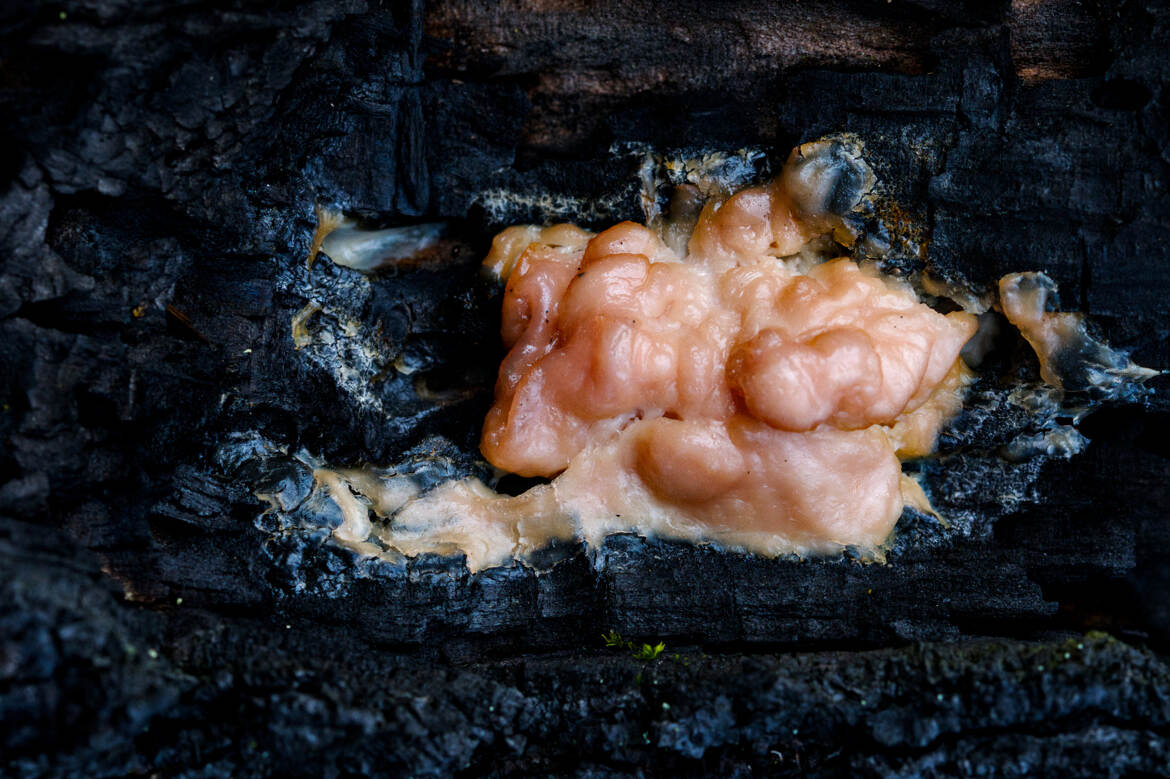 Après l'incendie, le retour de la vie (4)