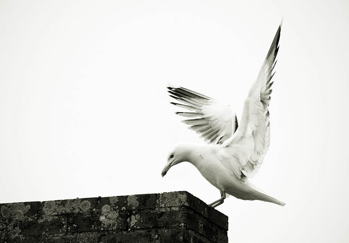 Elégance à plumes