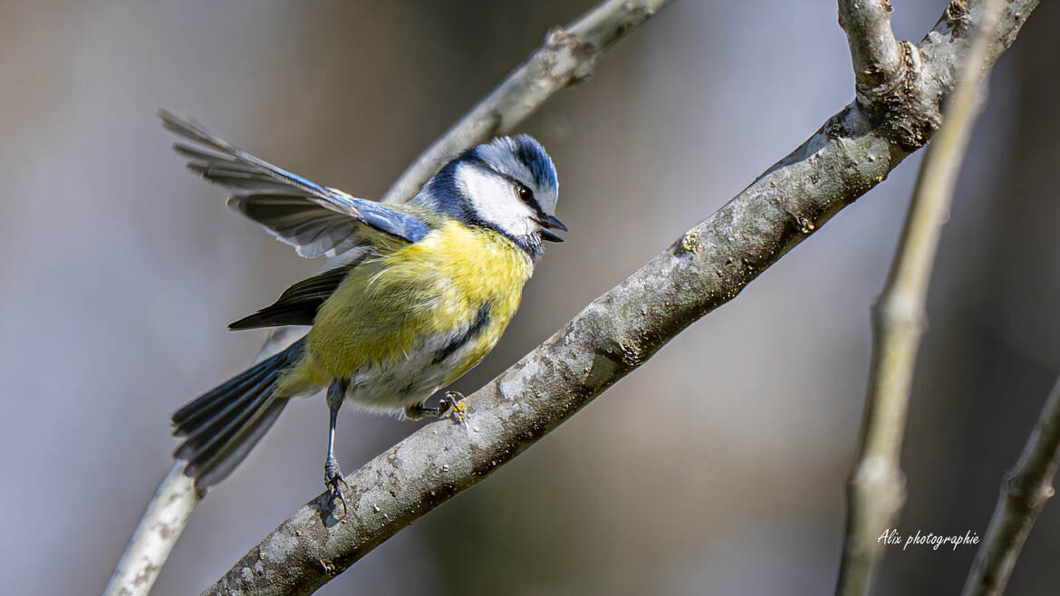 la mésange bleue