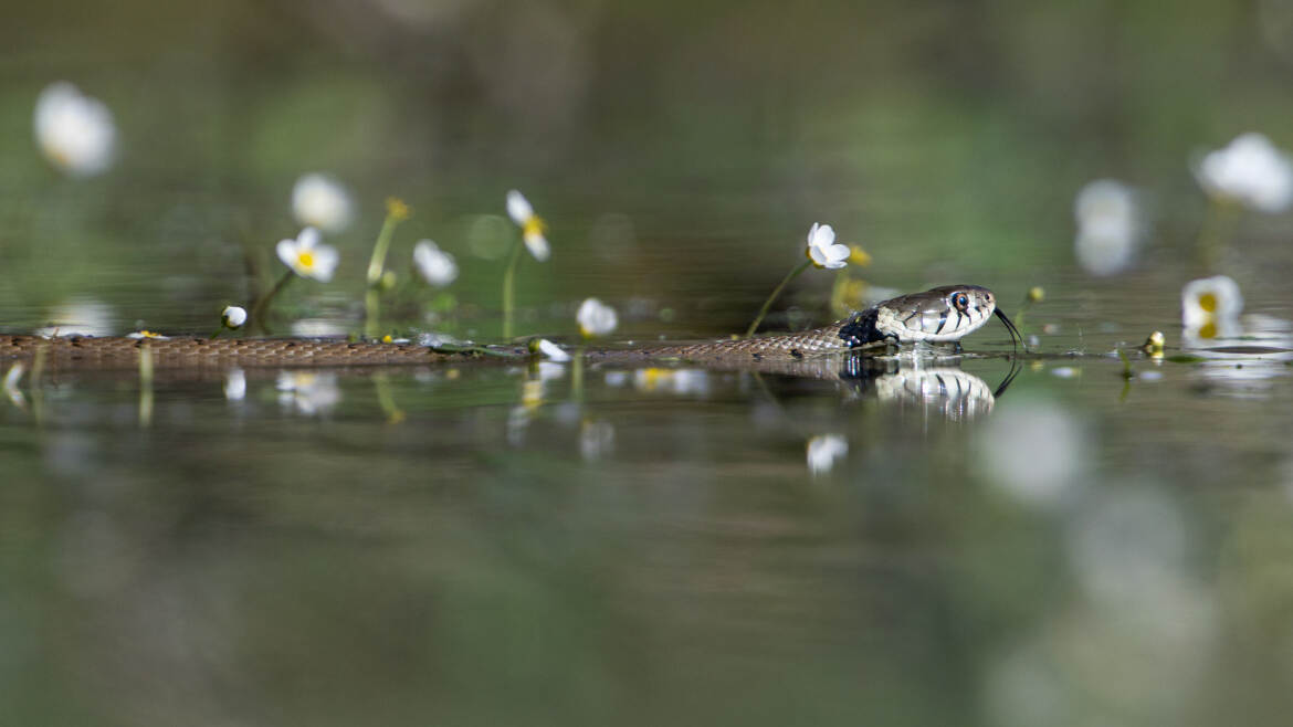 Parmi les renoncules aquatique