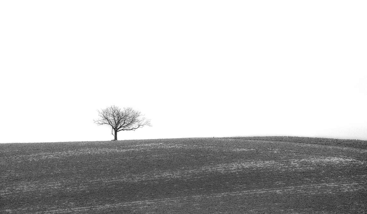 Au plus loin de mon arbre !!