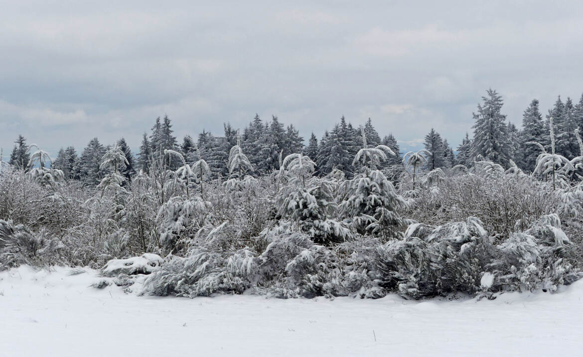 Végétation altiligérienne