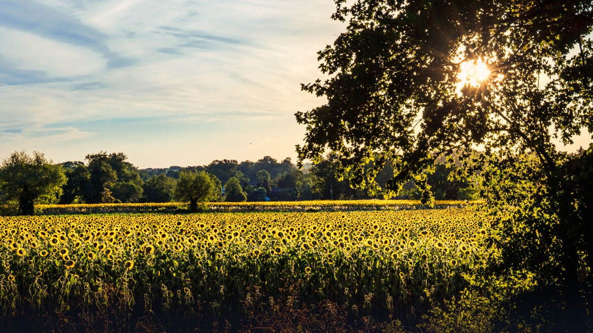 Coucher sur tournesols