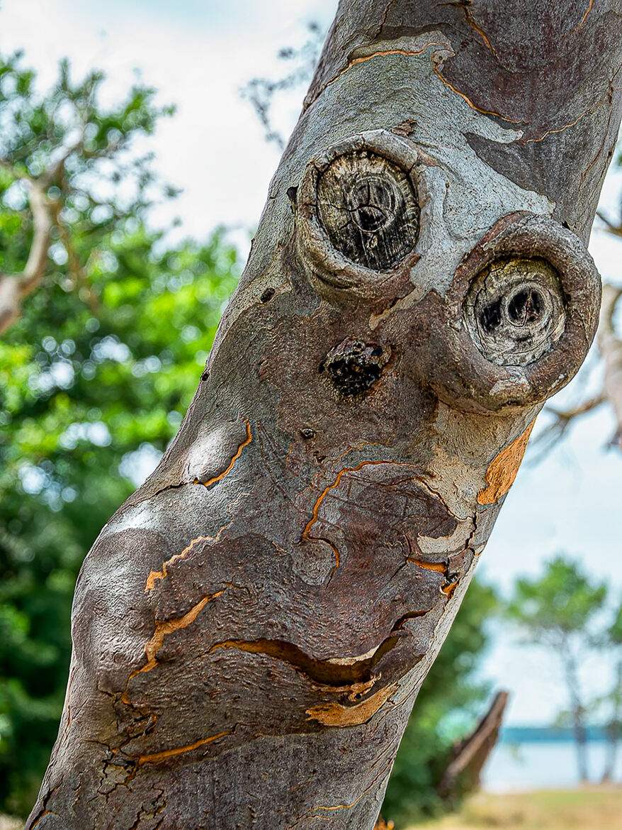 le sourire de l'eucalyptus
