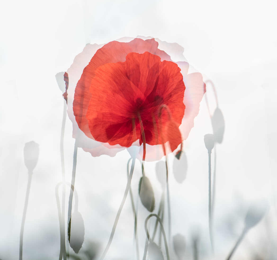 le coquelicot dans les nuages