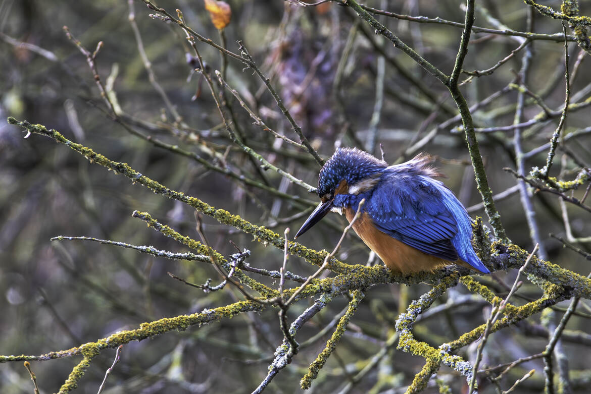 Martin Pêcheur à l'affut !