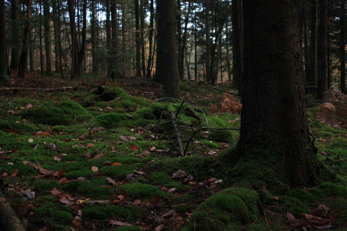 un jour en forêt