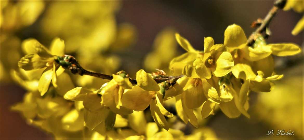 Du  jaune encore du jaune.