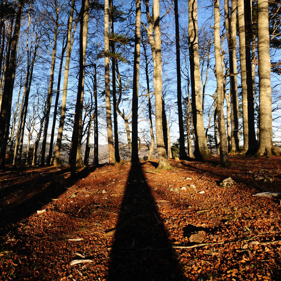 Balade en forêt