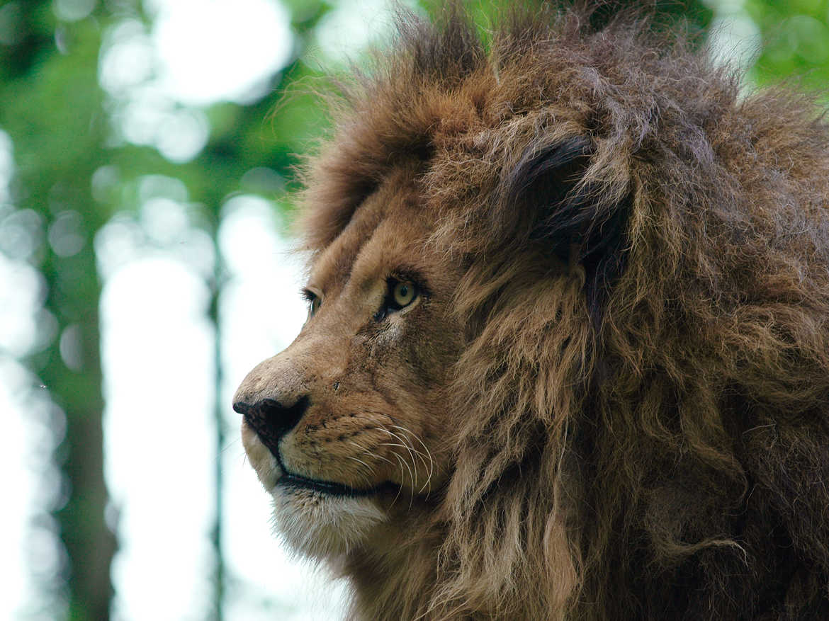 Le Roi Lion Rasta