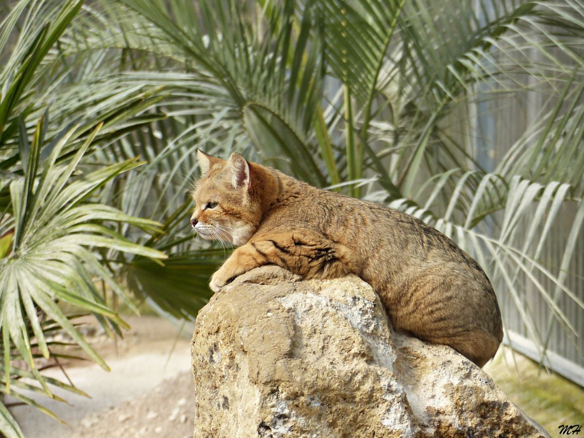 Chat des sables