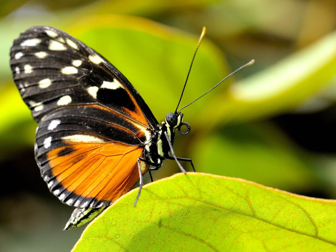 Heliconius hecale