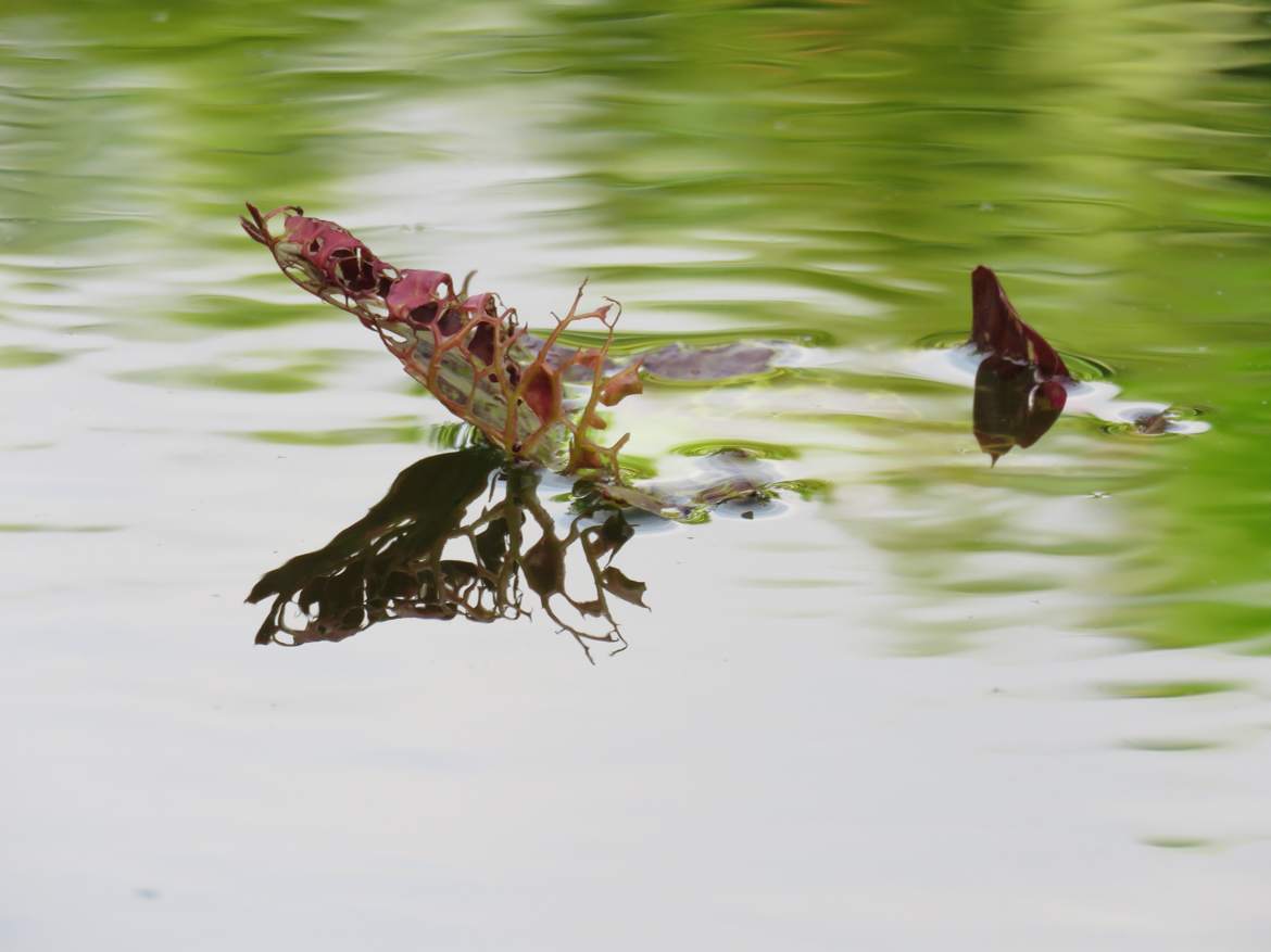 juste une feuille