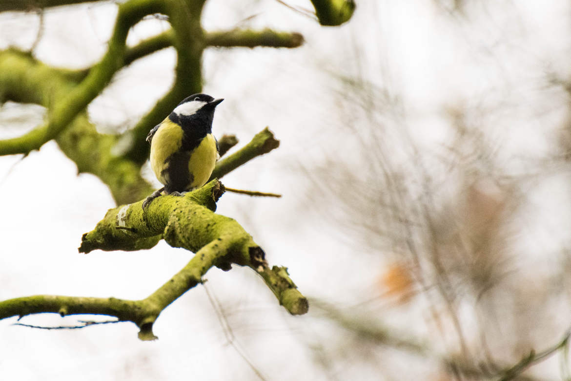 Mésange charbonnière