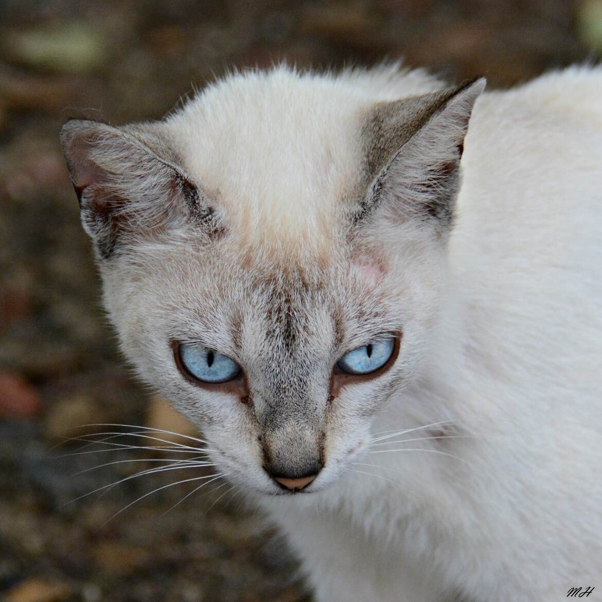 Yeux de porcelaine