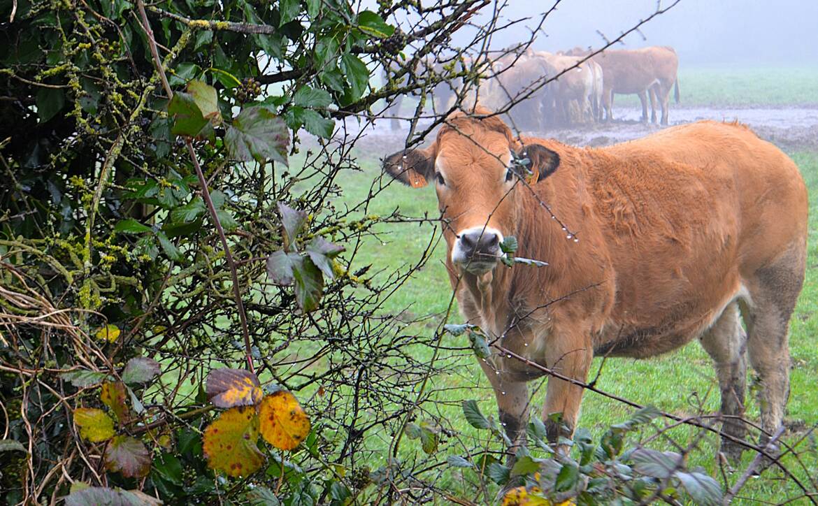 la vache sans le prisonnier...