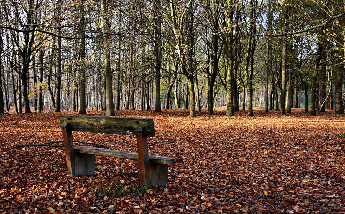 Coin de forêt