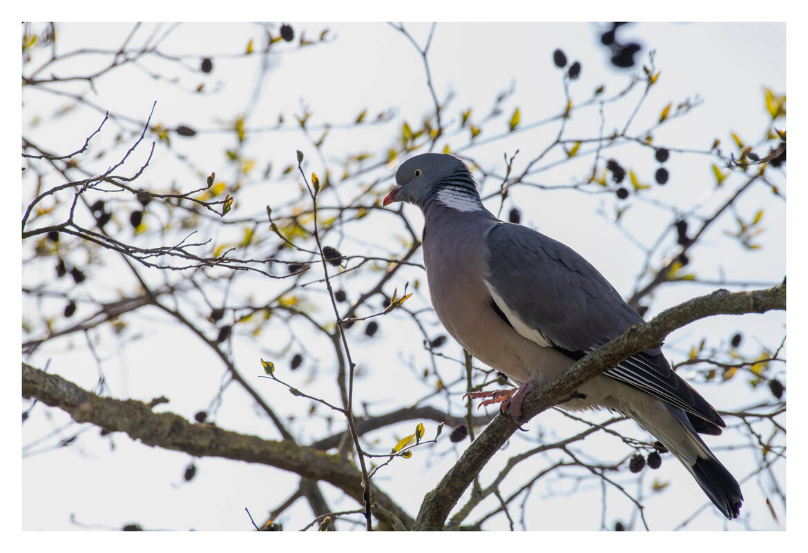 Pigeon ramier, connu sous le nom de palombe