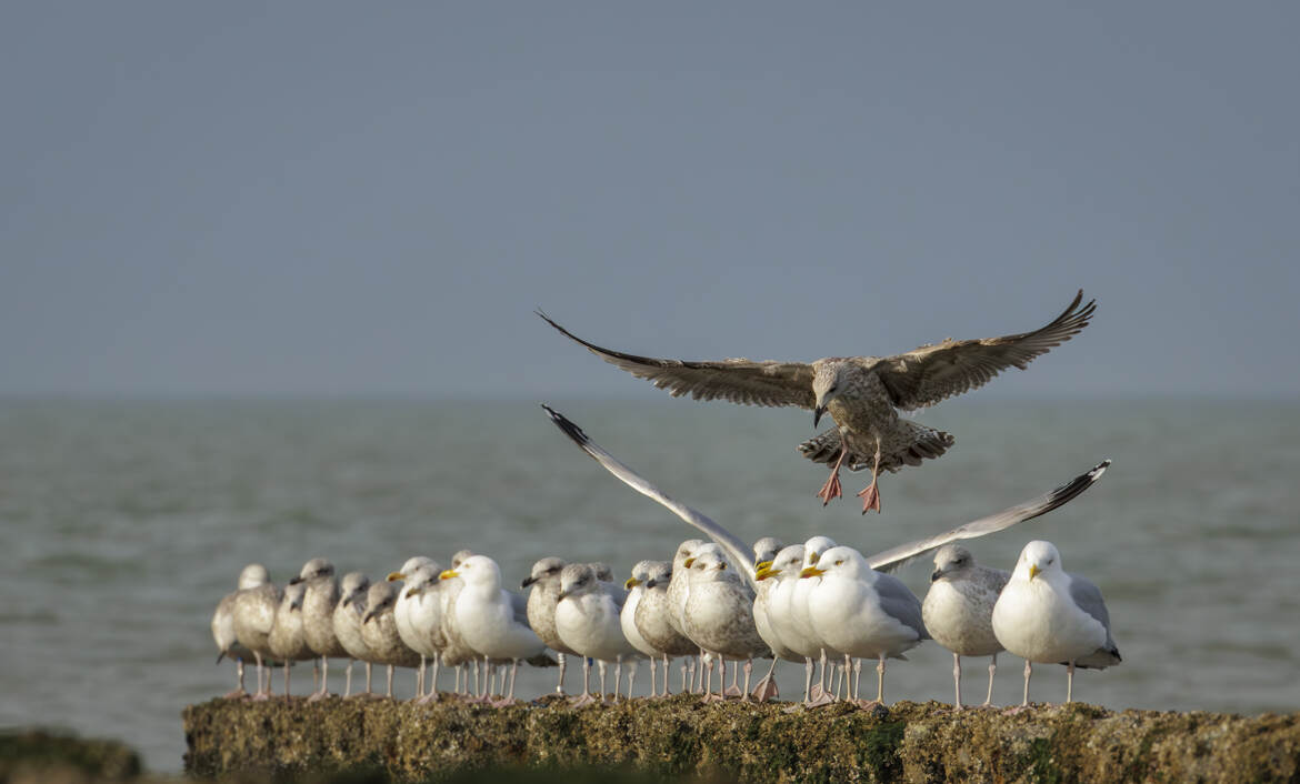 Faites moi une p'tite place