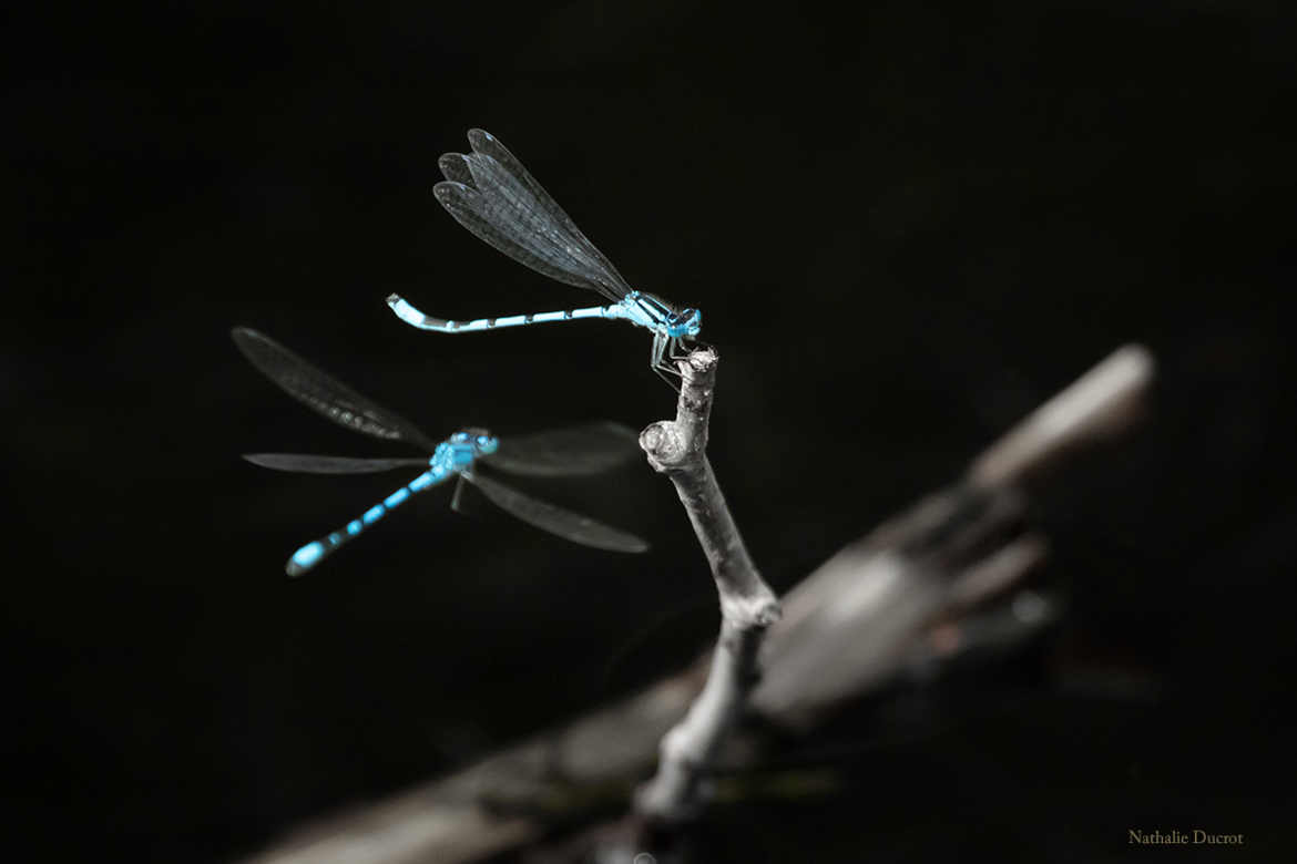 danse de demoiselle