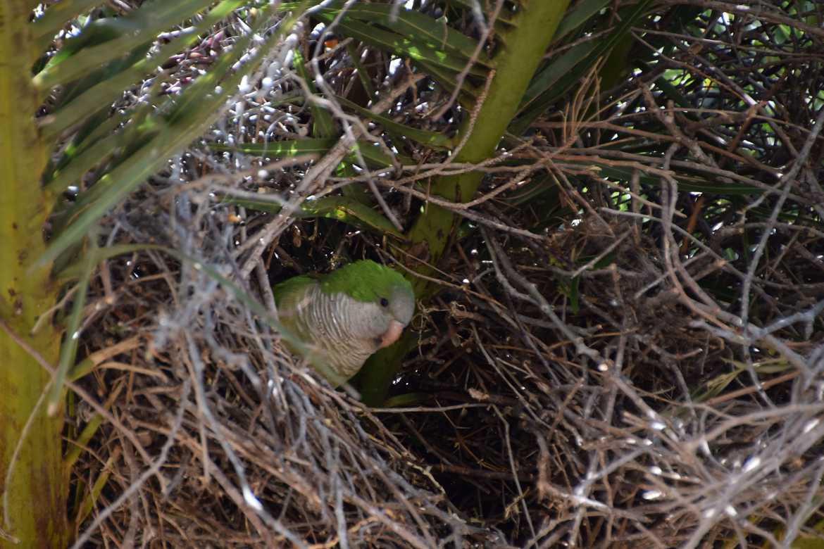 perruche verte  dans son nid