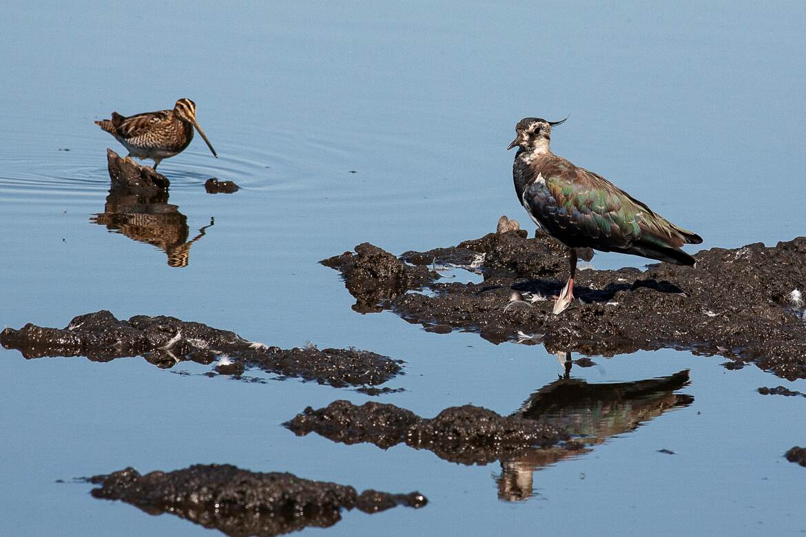 Bécassine et vanneau