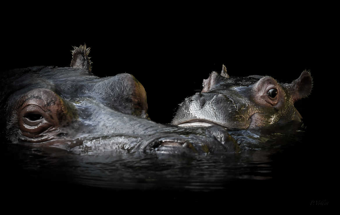 Hippos mère et fils