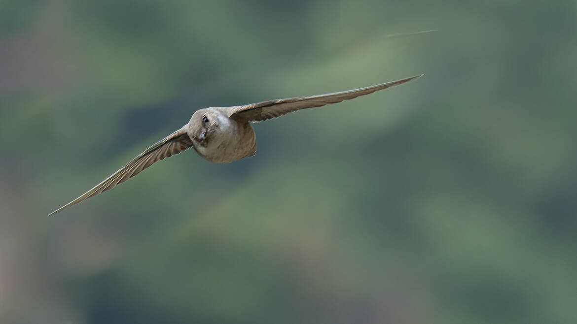 Hirondelle de rochers