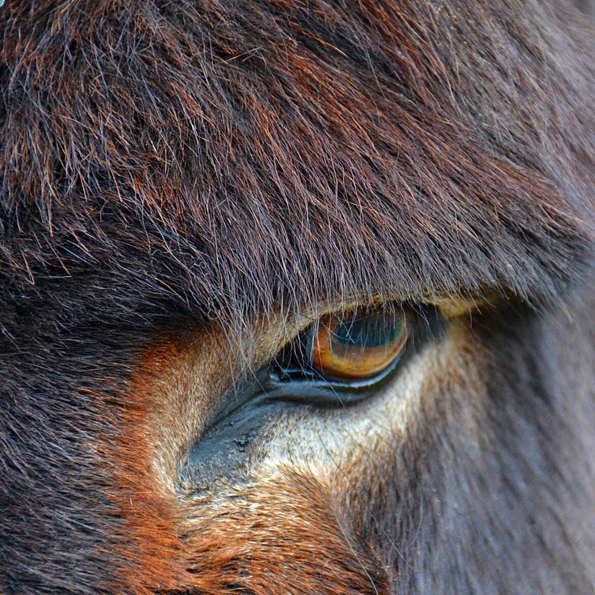 Mon oeil de petit Ane