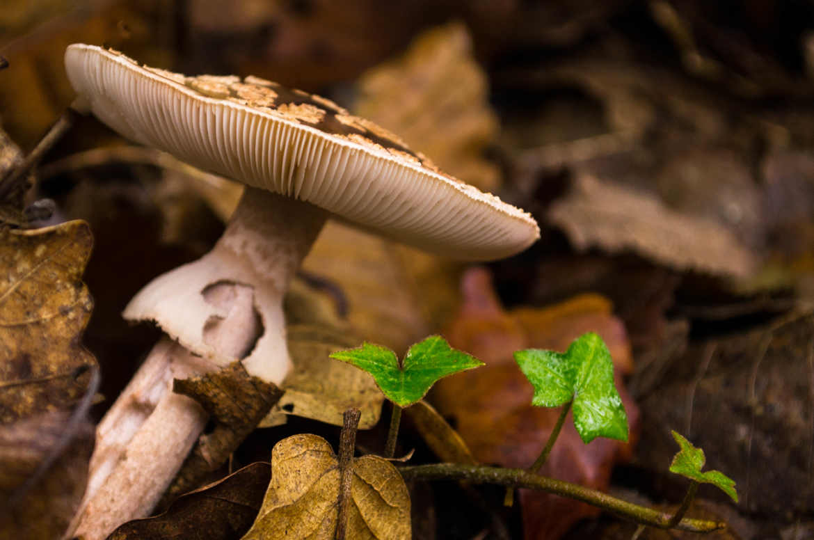 champignon